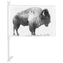 American Bison