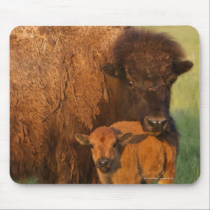 American Bison cow and calf, North Dakota Mouse Pad