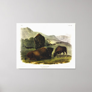 American Bison, female, and young (Bos Americanus) Canvas Print