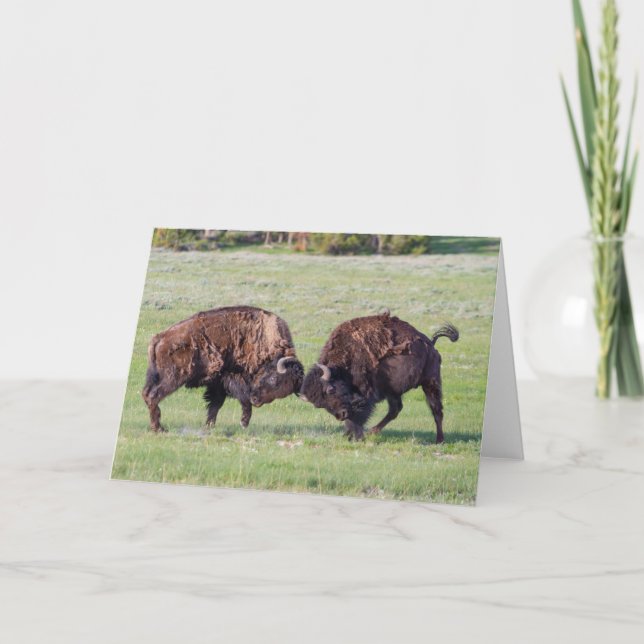 American Bison Folded Greeting Card (Front)