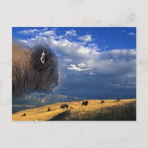 American Bison grazing in Montana Postcard