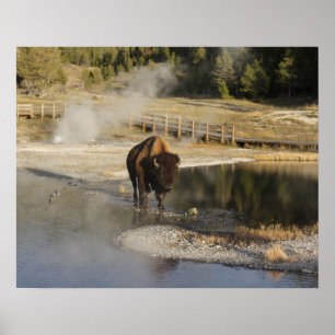 American Bison In Wyoming Wildlife Photography Poster