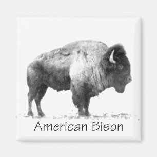 American Bison Magnet