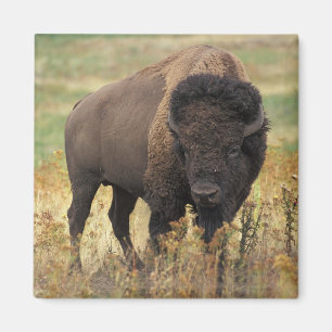 American Bison Magnet
