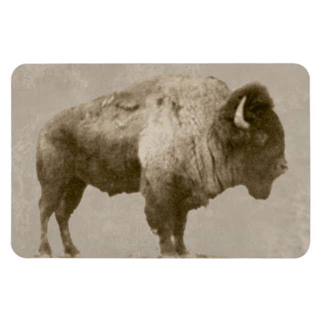 American Bison Magnet (Horizontal)