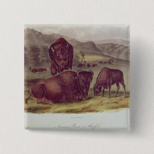 American Bison or Buffalo 15 Cm Square Badge