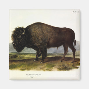 American Bison, or Buffalo (Bison bison) - Audubon Magnet