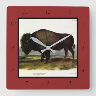 American Bison, or Buffalo (Bison bison) - Audubon Square Wall Clock