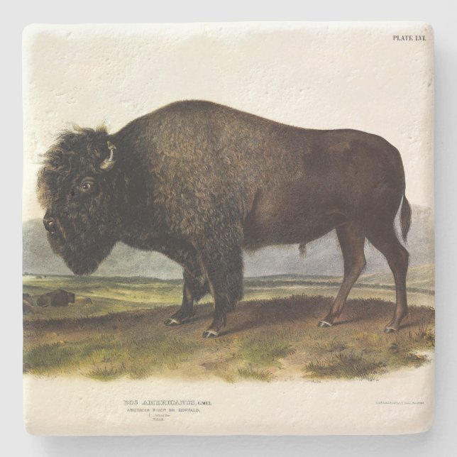 American Bison, or Buffalo (Bison bison) - Audubon Stone Coaster (Front)