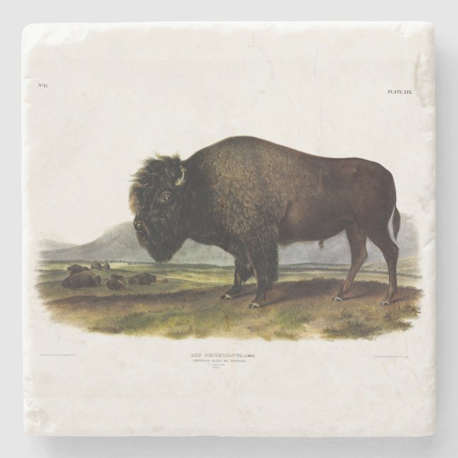 American Bison, or Buffalo (Bison bison) - Audubon Stone Coaster (Front)