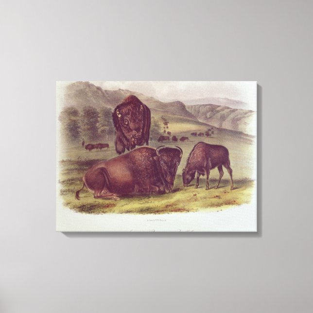 American Bison or Buffalo Canvas Print (Front)