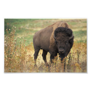 American Bison Photo Print