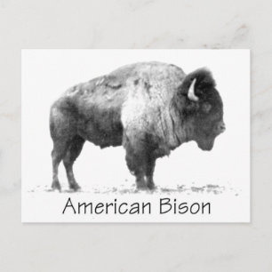 American Bison Postcard