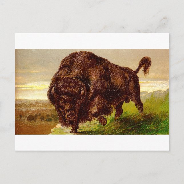 American Bison Postcard (Front)