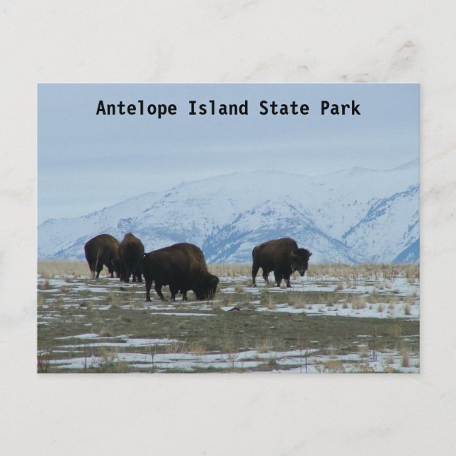 American Bison Postcard (Front)