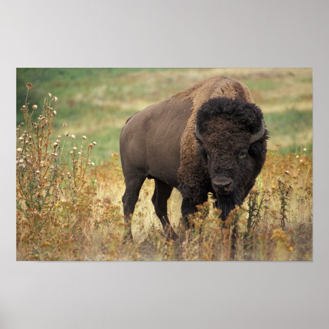 American Bison Poster (Front)