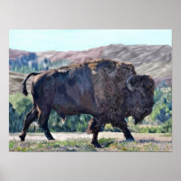 American Bison Roaming in Grassland Setting