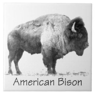 American Bison Tile