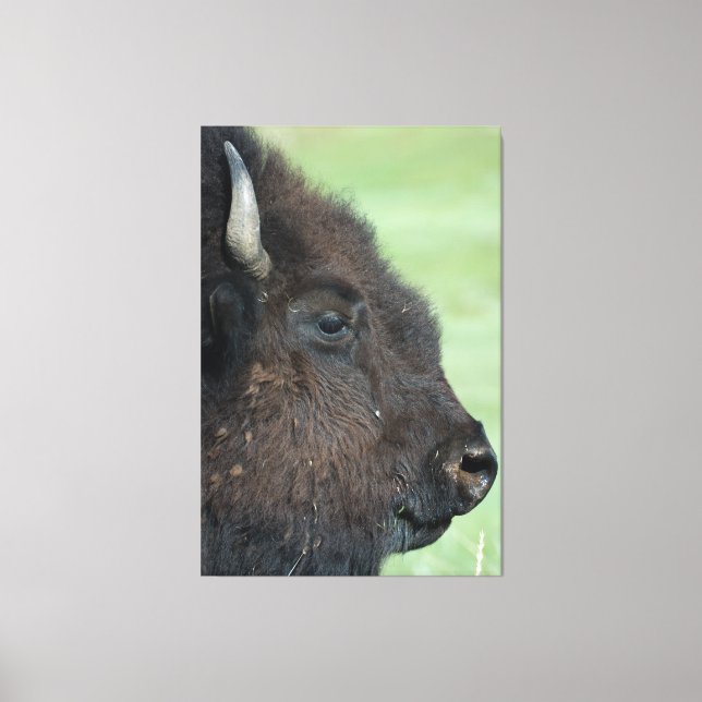American Bison Up Close - Wildlife Photography Canvas Print (Front)