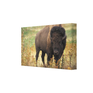American Bison Wrapped Canvas Print