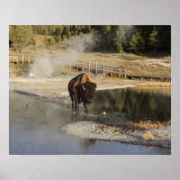American Bison Yellowstone Wildlife Photography