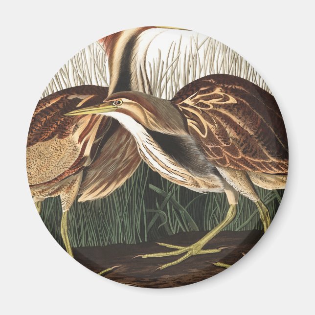 American Bittern by John James Audubon Magnet (Front)