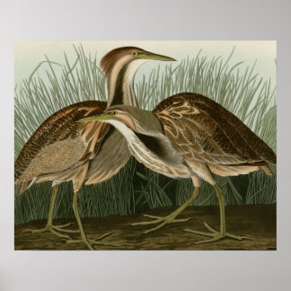 American Bittern Poster