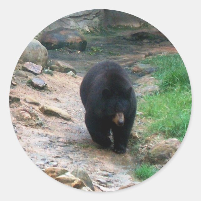 American Black Bear Classic Round Sticker (Front)