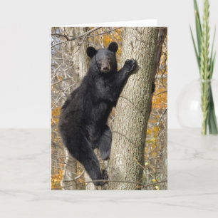 American Black Bear Climbing a Tree Card