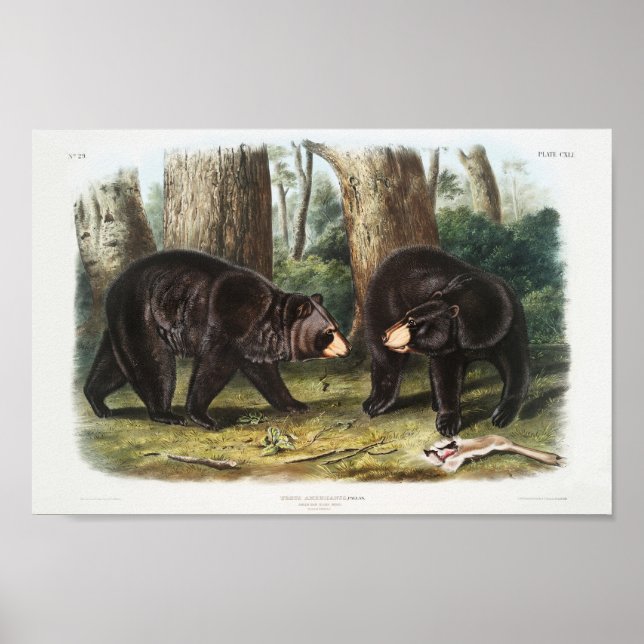 American Black Bear of North America (1845) Poster (Front)