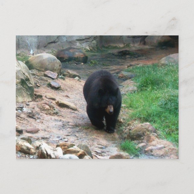 American Black Bear Postcard (Front)