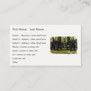 American Black Bear (Ursus Americanus) by Audubon Business Card