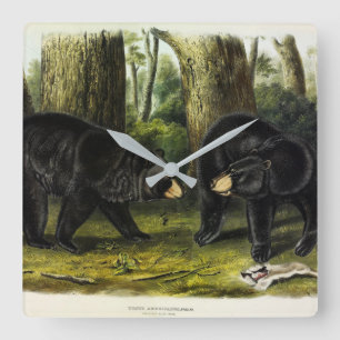 American Black Bear (Ursus Americanus) by Audubon Square Wall Clock