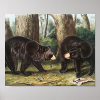 American Black Bear Ursus Americanus Illustration