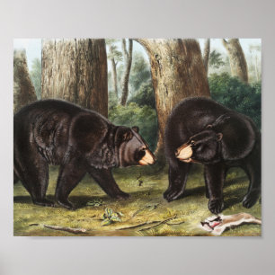 American Black Bear Ursus Americanus Illustration Poster