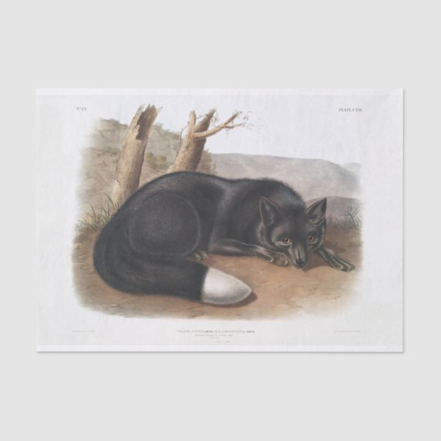 American Black or Silver Fox Decoupage Tissue Paper (Front)