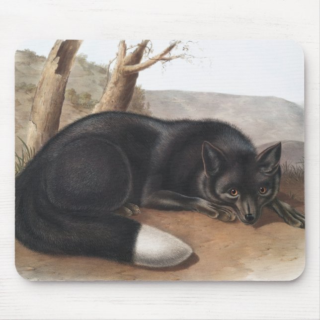 American Black or Silver Fox (Vulpes fulvus) Mouse Pad (Front)