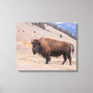 American Buffalo Bison Photograph, Yellowstone Canvas Print