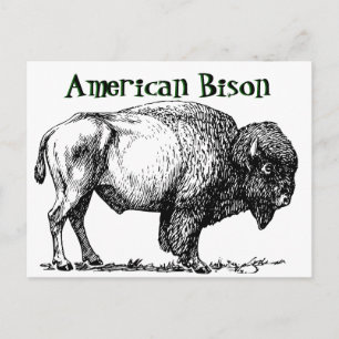 American Buffalo Bison Postcard