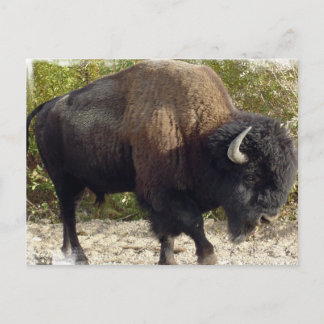 American Buffalo Postcard