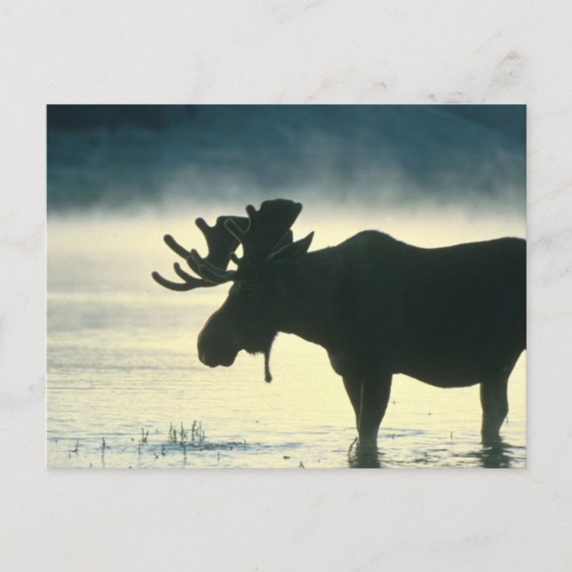 American Bull Moose Postcard (Front)