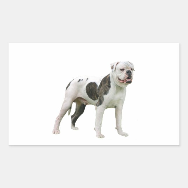 American Bulldog - Brown-White Rectangular Sticker (Front)