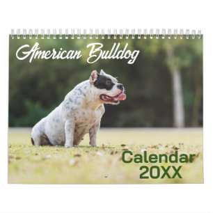 American Bulldog Dog calendar 2026