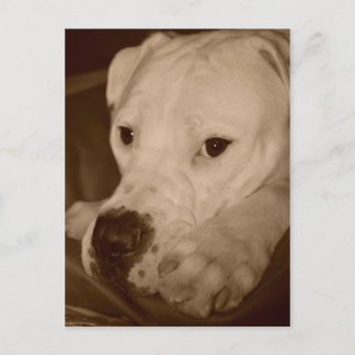American Bulldog Postcard