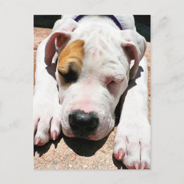 American Bulldog Postcard (Front)