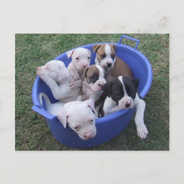 American Bulldog Puppies Postcard (Front)