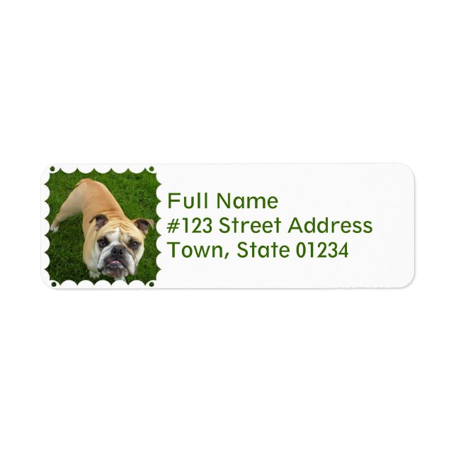 American Bulldog Return Address Label (Front)