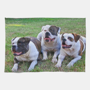 American Bulldog Tea Towel