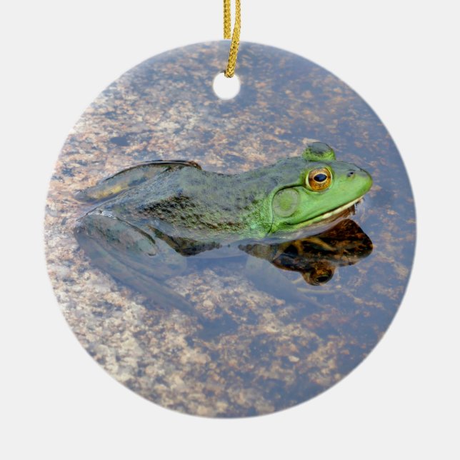 American Bullfrog in Acadia Ceramic Tree Decoration (Front)