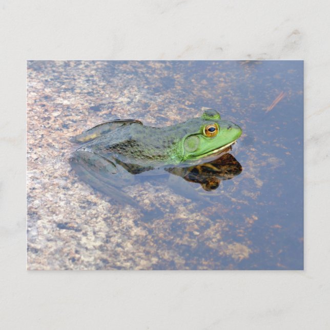 American Bullfrog in Acadia Postcard (Front)